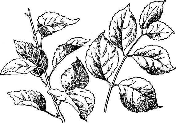 EPS 해외이미지 선 줄기 잎 일러스트 미술 검은색 수확 흰색 그림 판화 사방 해외202004 해외202105 해외일러스트 식물 컬러 농업 문화예술 파일형식 벡터