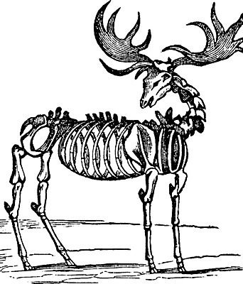 EPS 해외이미지 선 일러스트 사슴 미술 검은색 수확 흰색 큼 그림 판화 엘크 해외202004 해외202105 해외일러스트 컬러 농업 포유류 문화예술 크기 파일형식 벡터