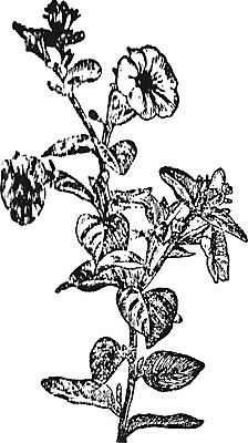 EPS 해외이미지 모양 식물 꽃 선 일러스트 미술 검은색 수확 흰색 그림 판화 남쪽 해외202004 해외202105 해외일러스트 컬러 농업 문화예술 방향 파일형식 벡터