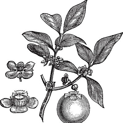 EPS 해외이미지 식물 디자인 줄기 꽃무늬 농업 과일 일러스트 자연 미술 약 검은색 수확 골동품 흰색 약초 그림 유기농 판화 내추럴 고립 옛날 차단 해외202004 해외202105 해외일러스트 웰빙 꽃 산업 컬러 무늬 의학 문화예술 풀_식물 생태계 파일형식 벡터