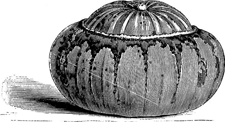EPS 해외이미지 선 일러스트 호박 미술 검은색 수확 흰색 센터 그림 판화 터번 해외202004 해외202105 해외일러스트 컬러 농업 채소 문화예술 머리장식 파일형식 벡터