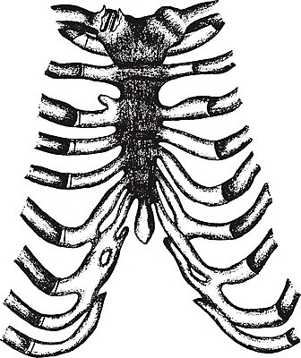 EPS 해외이미지 과학 일러스트 부분 해부 뼈 미술 사람 검은색 수확 골동품 흰색 역사 흉부 그림 생물학 부드러움 판화 노출 궤 되감기 옛날 해외202004 해외202105 해외일러스트 교육 컬러 농업 의학 문화예술 감각 호흡기관 파일형식 벡터