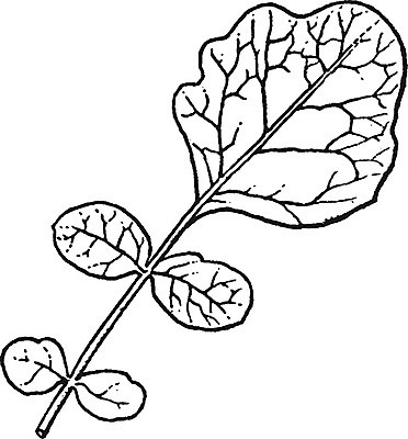 EPS 해외이미지 선 일러스트 가족 종류 미술 씨앗 물 검은색 수확 흰색 배열 머스터드 허브 그림 판화 꼬투리 불규칙 해외202004 해외202105 해외일러스트 자연요소 식물 컬러 컨셉 농업 관계 문화예술 소스_음식 파일형식 벡터