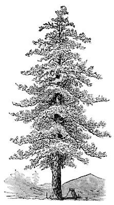 EPS 해외이미지 모양 나무 식물 계절 일러스트 자연 미술 장식 노란색 검은색 고요 수확 골동품 성장 흰색 신선 소나무 황무지 그림 황소 판화 내추럴 곤봉 서쪽 옛날 해외202004 해외202105 해외일러스트 스포츠용품 컬러 농업 문화예술 소 방향 생태계 파일형식 벡터