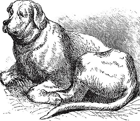 EPS 해외이미지 동물 척추동물 새끼 일러스트 포유류 미술 경비 반려동물 농장 검은색 수확 골동품 흰색 구출 개 강아지 인쇄 큼 검색 그림 사냥 판화 송곳니 기르기 동반자 옛날 유래 해외202004 해외202105 해외일러스트 컬러 농업 문화예술 안전 도움 치아 보호 크기 돌봄 파일형식 벡터