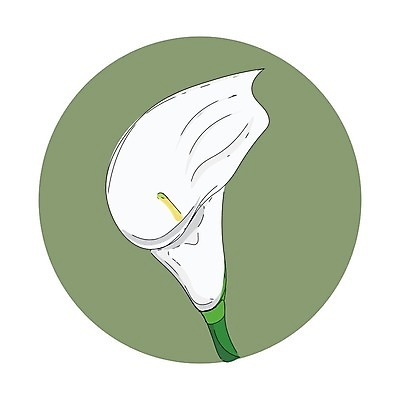 EPS 해외이미지 식물 계절 꽃잎 꽃 일러스트 자연 서기 정원 봄 흰색 개화 백합 꽃집 순수 만족 싱글 그림 고립 꽃수술 돌봄 이국적 천진난만 칼라꽃 해외202004 해외202105 해외일러스트 감정 컬러 컨셉 모션 상점 생태계 파일형식 벡터