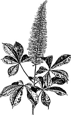 EPS 해외이미지 선 낙엽 일러스트 미술 새싹 검은색 수확 흰색 관목 그림 뿌리 번짐 판화 해외202004 해외202105 해외일러스트 나무 식물 컬러 잎 농업 문화예술 파일형식 벡터 효과