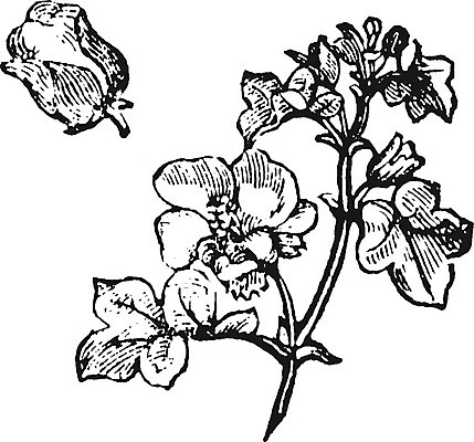 EPS 해외이미지 선 일러스트 미술 검은색 수확 흰색 면 그림 판화 선사시대 프로듀서 해외202004 해외202105 해외일러스트 직업 컬러 농업 문화예술 역사 파일형식 벡터