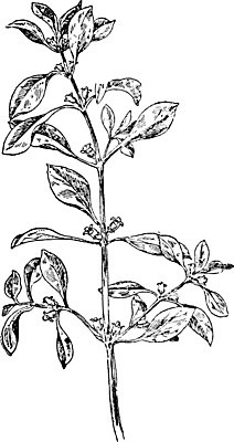 EPS 해외이미지 식물 꽃 선 일러스트 미술 검은색 봄 수확 흰색 그림 판화 해외202004 해외202105 해외일러스트 계절 컬러 농업 문화예술 파일형식 벡터