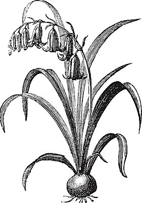 EPS 해외이미지 식물 디자인 꽃 줄기 잎 꽃무늬 일러스트 자연 미술 초록색 검은색 수확 골동품 흰색 개화 그림 유기농 원예 판화 내추럴 고립 블루벨 영원 옛날 차단 해외202004 해외202105 해외일러스트 웰빙 컬러 무늬 농업 문화예술 취미 생태계 파일형식 벡터