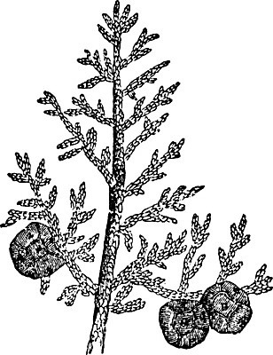 EPS 해외이미지 나무 선 일러스트 미술 검은색 수확 흰색 그림 판화 사이프러스 해외202004 해외202105 해외일러스트 식물 컬러 농업 문화예술 파일형식 벡터