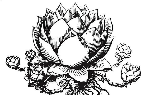 EPS 해외이미지 식물 선 잎 일러스트 미술 검은색 수확 흰색 그림 판화 영양분 해외202004 해외202105 해외일러스트 컬러 농업 문화예술 파일형식 벡터