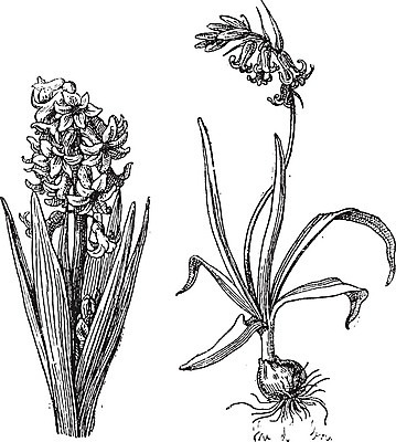 EPS 해외이미지 식물 계절 잎 꽃무늬 패턴 일러스트 자연 미술 정원 검은색 수확 골동품 성장 흰색 신선 개화 그림 향기 뿌리 판화 내추럴 고립 블루벨 옛날 히아신스 해외202004 해외202105 해외일러스트 꽃 컬러 무늬 농업 문화예술 생태계 냄새 파일형식 벡터