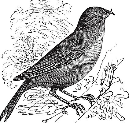 EPS 해외이미지 유럽 아시아 일러스트 조류 미술 빨간색 검은색 미국 수확 골동품 흰색 소나무 숲 인쇄 그림 북쪽 판화 옛날 가문비나무 해외202004 해외202105 해외일러스트 나무 동물 나라 컬러 북아메리카 농업 문화예술 방향 파일형식 벡터