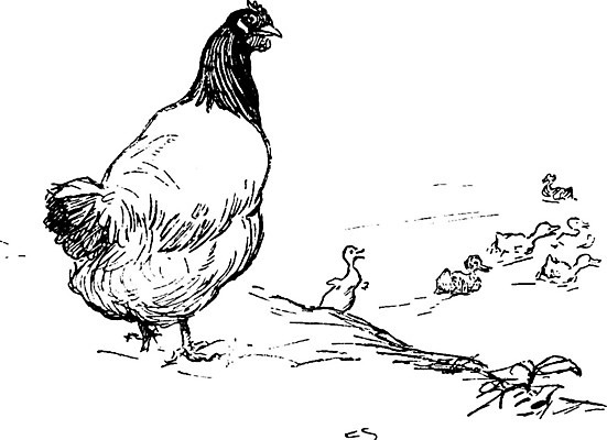 EPS 해외이미지 선 일러스트 병아리 미술 검은색 치킨 수확 흰색 그림 판화 해외202004 해외202105 해외일러스트 컬러 농업 조류 문화예술 닭고기요리 파일형식 벡터