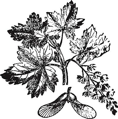 EPS 해외이미지 나무 선 일러스트 미술 검은색 수확 흰색 나뭇가지 그림 판화 대패 서쪽 플라타너스 해외202004 해외202105 해외일러스트 식물 컬러 농업 문화예술 방향 파일형식 벡터