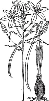 EPS 해외이미지 꽃 별 선 잎 일러스트 미술 새싹 검은색 수확 흰색 그림 판화 베들레헴 해외202004 해외202105 해외일러스트 자연요소 식물 컬러 농업 문화예술 파일형식 벡터