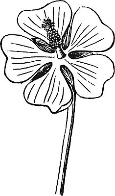 EPS 해외이미지 꽃 유럽 아시아 선 일러스트 미술 검은색 수확 흰색 습지 그림 판화 아욱 해외202004 해외202105 해외일러스트 식물 나라 컬러 농업 문화예술 파일형식 벡터