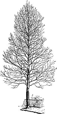 EPS 해외이미지 나무 선 일러스트 3 미술 검은색 수확 흰색 그림 판화 플라타너스 해외202004 해외202105 해외일러스트 식물 컬러 농업 문화예술 파일형식 벡터