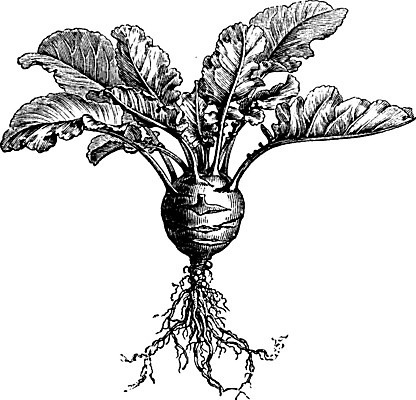 EPS 해외이미지 선 잎 일러스트 미술 검은색 수확 흰색 작음 그림 뿌리 판화 콜라비 해외202004 해외202105 해외일러스트 식물 컬러 농업 채소 문화예술 크기 파일형식 벡터