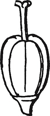 EPS 해외이미지 식물 별 선 일러스트 미술 검은색 수확 흰색 그림 판화 베들레헴 해외202004 해외202105 해외일러스트 자연요소 컬러 농업 문화예술 파일형식 벡터