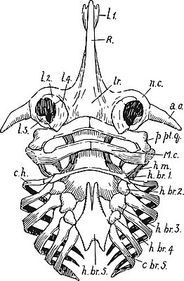 EPS 해외이미지 선 일러스트 어류 미술 라벨 검은색 스케이트 수확 흰색 그림 아치 판화 연골 해골모형 해외202004 해외202105 해외일러스트 스포츠용품 컬러 농업 문화예술 프레임 모형 수중동물 파일형식 벡터