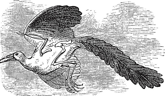 EPS 해외이미지 유럽 날개 일러스트 조류 골격 독일 미술 검은색 수확 골동품 흰색 치아 인쇄 깃털 그림 꼬리 날카로움 발가락 판화 원시시대 턱 까마귀 발톱 옛날 오리지널 쥬라기 해외202004 해외202105 해외일러스트 동물 나라 컬러 농업 발 문화예술 소화기관 역사 파일형식 벡터