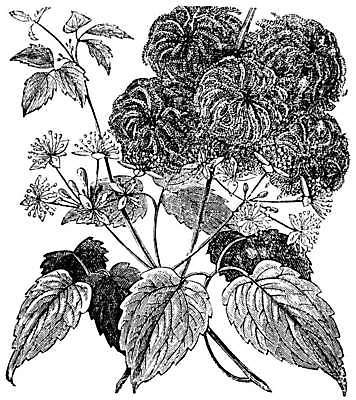 EPS 해외이미지 식물 꽃 일러스트 사랑 미술 컵 여행객 정원 검은색 기쁨 수확 골동품 흰색 바늘 인쇄 악마 관목 그림 원예 향기 포도나무 판화 버터 영원 옛날 해외202004 해외202105 해외일러스트 나무 식기 감정 컬러 농업 문화예술 사람 취미 도구 과일나무 냄새 파일형식 벡터