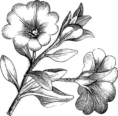 EPS 해외이미지 꽃 선 일러스트 미술 검은색 수확 흰색 그림 판화 해외202004 해외202105 해외일러스트 식물 컬러 농업 문화예술 파일형식 벡터