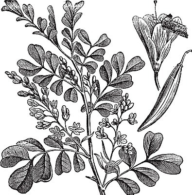 EPS 해외이미지 식물 꽃 백그라운드 잎 꽃무늬 일러스트 자연 미술 씨앗 검은색 수확 골동품 성장 흰색 나뭇가지 신선 관목 그림 유기농 판화 정맥 내추럴 옛날 해외202004 해외202105 해외일러스트 나무 웰빙 컬러 무늬 농업 문화예술 생태계 혈관 파일형식 벡터