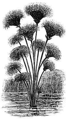 EPS 해외이미지 식물 디자인 꽃 종이 줄기 잎 꽃무늬 일러스트 자연 미술 장식 검은색 수확 골동품 흰색 개화 스케치 그림 판화 내추럴 영원 옛날 파피루스 해외202004 해외202105 해외일러스트 컬러 무늬 농업 문화예술 생태계 파일형식 벡터