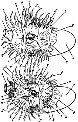 EPS 해외이미지 여자 남자 선 일러스트 가족 미술 검은색 수확 흰색 그림 판화 앵무조개 해외202004 해외202105 해외일러스트 컬러 농업 관계 문화예술 조개 사람 파일형식 벡터