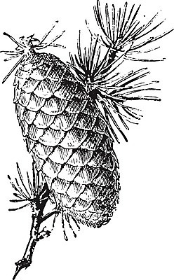 EPS 해외이미지 식물 줄기 잎 과일 일러스트 자연 미술 검은색 수확 골동품 성장 흰색 역사 그림 생물학 침엽수 판화 내추럴 삼나무 옛날 해외202004 해외202105 해외일러스트 나무 교육 컬러 농업 문화예술 생태계 파일형식 벡터