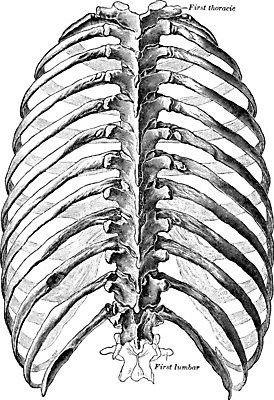 EPS 해외이미지 선 일러스트 미술 검은색 수확 흰색 흉부 그림 판화 해외202004 해외202105 해외일러스트 컬러 농업 문화예술 호흡기관 파일형식 벡터