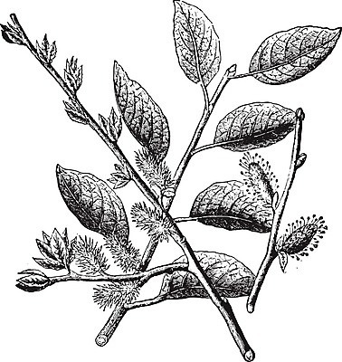 EPS 해외이미지 식물 꽃 낙엽 잎 일러스트 자연 염소 종류 미술 씨앗 검은색 수확 골동품 성장 흰색 나뭇가지 역사 버드나무 관목 그림 생물학 판화 내추럴 옛날 해외202004 해외202105 해외일러스트 나무 교육 컬러 농업 포유류 문화예술 생태계 파일형식 벡터