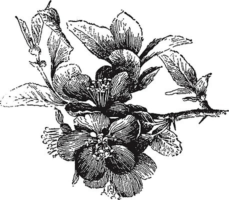 EPS 해외이미지 선 낙엽 일러스트 미술 일본 검은색 수확 흰색 관목 그림 판화 해외202004 해외202105 해외일러스트 나무 아시아 컬러 잎 농업 문화예술 파일형식 벡터