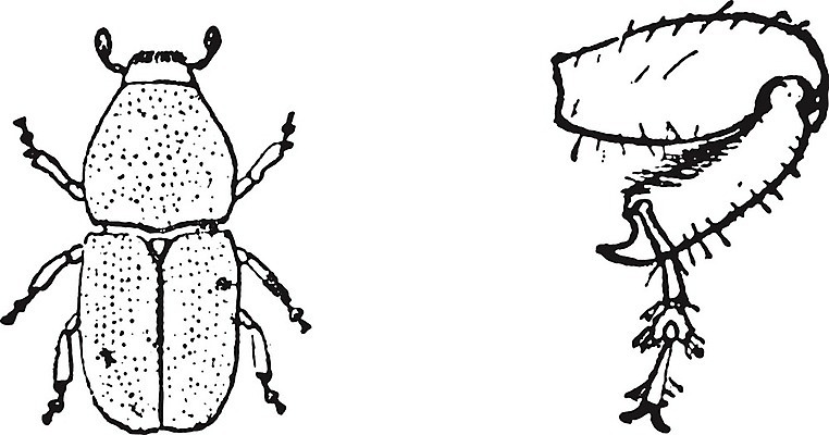 EPS 해외이미지 동물 곤충 일러스트 자연 표면 생물 미술 우주 검은색 수확 골동품 흰색 거친 주름 닫기 벌레 흉부 실크 편지 딱정벌레 만족 그림 생물학 판화 내추럴 구두점 옛날 해외202004 해외202105 해외일러스트 교육 감정 컬러 농업 모션 문화예술 직물 호흡기관 생태계 구두상점 파일형식 벡터