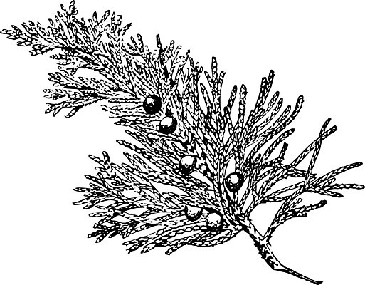 EPS 해외이미지 열매 선 잎 과일 일러스트 미술 검은색 수확 흰색 나뭇가지 그림 판화 향나무 많음 해외202004 해외202105 해외일러스트 나무 식물 컬러 컨셉 농업 문화예술 파일형식 벡터