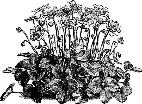 EPS 해외이미지 꽃 선 일러스트 잉글랜드 미술 검은색 수확 흰색 그림 판화 노루귀 아네모네 해외202004 해외202105 해외일러스트 식물 컬러 농업 문화예술 영국 파일형식 벡터