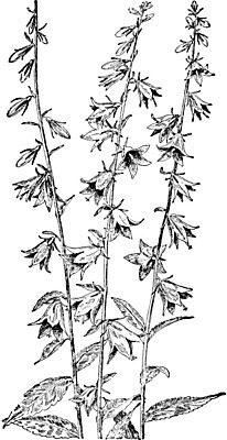 EPS 해외이미지 식물 선 줄기 일러스트 미술 검은색 수확 흰색 그림 판화 캄파눌라 해외202004 해외202105 해외일러스트 컬러 농업 문화예술 파일형식 벡터