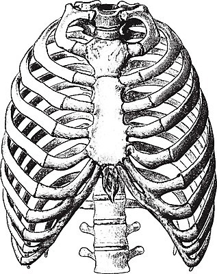 EPS 해외이미지 선 일러스트 미술 검은색 수확 흰색 흉부 그림 판화 해외202004 해외202105 해외일러스트 컬러 농업 문화예술 호흡기관 파일형식 벡터