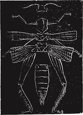 EPS 해외이미지 동물 과학 곤충 날개 일러스트 해부 골격 안테나 미술 머리 검은색 수확 골동품 흰색 역사 흉부 그림 판화 메뚜기 동물상 옛날 복부 해외202004 해외202105 해외일러스트 컬러 농업 통신 의학 문화예술 신체부위 조형물 호흡기관 파일형식 벡터