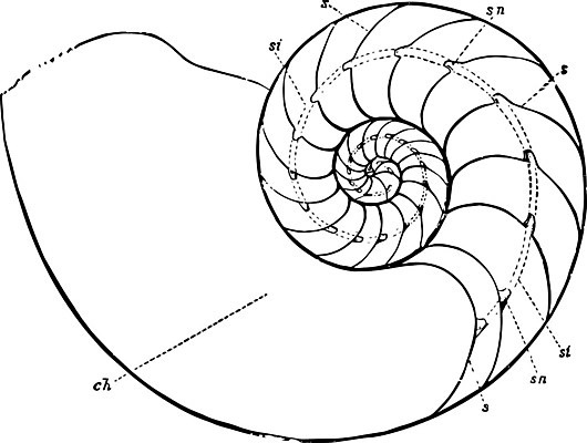 EPS 해외이미지 선 일러스트 종류 미술 검은색 수확 흰색 그림 판화 앵무조개 해외202004 해외202105 해외일러스트 컬러 농업 문화예술 조개 파일형식 벡터