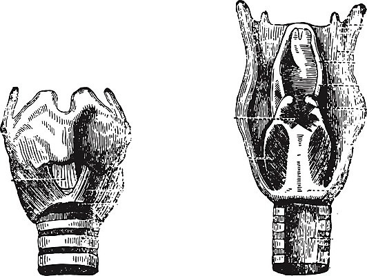 EPS 해외이미지 얼굴 과학 일러스트 해부 표면 근육 미술 사람 내부 검은색 수확 골동품 흰색 조직 역사 유연 혀 그림 생물학 판화 연골 옛날 해외202004 해외202105 해외일러스트 교육 컬러 농업 의학 문화예술 신체부위 입 파일형식 벡터