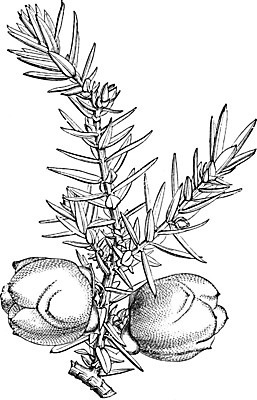 EPS 해외이미지 선 일러스트 종류 미술 검은색 수확 흰색 지중해 그림 판화 동쪽 시리아 향나무 해외202004 해외202105 해외일러스트 나무 바다 컬러 농업 중동 문화예술 방향 파일형식 벡터