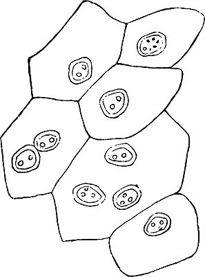 EPS 해외이미지 선 일러스트 미술 검은색 수확 흰색 그림 판화 층 방광 해외202004 해외202105 해외일러스트 컬러 농업 문화예술 비뇨기관 파일형식 벡터
