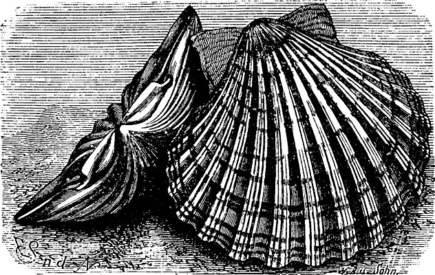 EPS 해외이미지 동물 야생동물 바다 일러스트 자연 연체동물 종류 미술 검은색 수확 골동품 껍질 흰색 성자 그림 생물학 가리비 판화 내추럴 옛날 해외202004 해외202105 해외일러스트 교육 종교 컬러 농업 문화예술 조개 무척추동물 생태계 파일형식 벡터