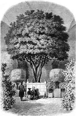 포토 JPG 해외이미지 나무 여자 남자 패턴 오렌지 일러스트 함께함 미술 사람 사람없음 정원 검은색 프랑스 수확 골동품 흰색 역사 그림 판화 베르사유 옛날 해외202004 해외202105 해외포토 식물 유럽 컬러 컨셉 무늬 농업 과일 문화예술 파리_프랑스 파일형식