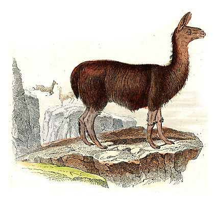 포토 JPG 해외이미지 동물 야생동물 일러스트 포유류 자연 털 미술 사람없음 그래픽 수확 묘사 그림 동물상 라마 해외202004 해외202105 해외포토 농업 문화예술 조형물 생태계 파일형식