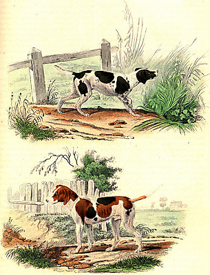 포토 JPG 해외이미지 동물 척추동물 야생동물 일러스트 포유류 자연 생물 미술 서기 사람없음 그래픽 반려동물 가축 잠 개 묘사 경보 기르기 해외202004 해외202105 해외포토 모션 문화예술 생태계 돌봄 파일형식